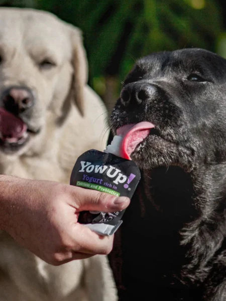 Skin and Coat Yogurt with Salmon for Dogs
