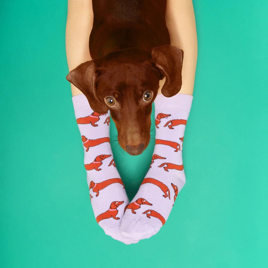 Dachshund Socks